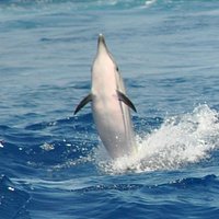 Stenella striata che gioca