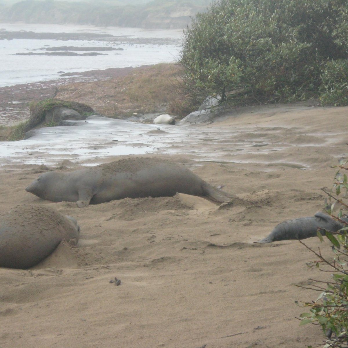 Ano Nuevo Elephant Seal Tours (Pescadero) - 2022 Alles wat u moet weten ...