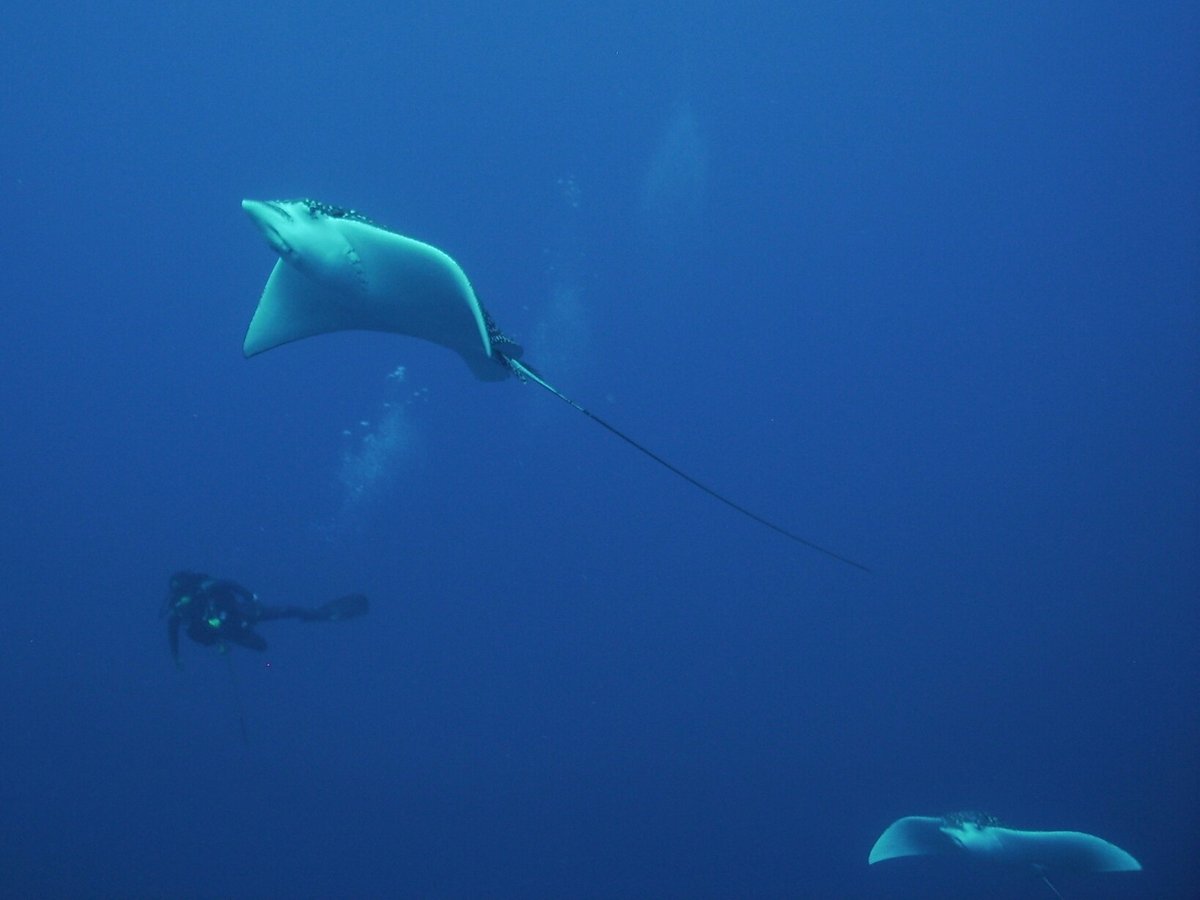 Tres Pelicanos Dive Center (Cozumel) - All You Need to Know BEFORE You Go