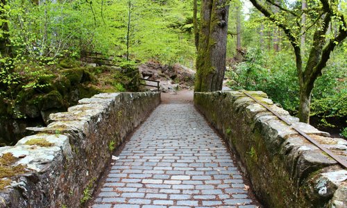 Path in woods
