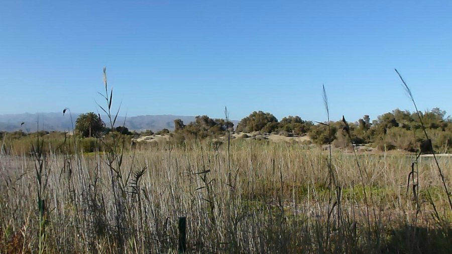 Charca de Maspalomas
