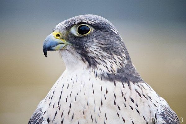                   Gyrfalcon being walked around the grounds.
                