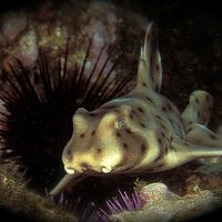 Horn Shark