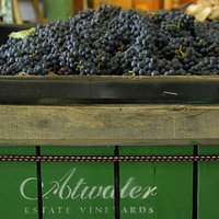 Grape Harvest
