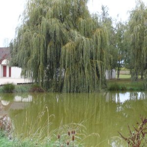 étang de l'hotel
