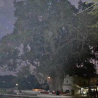 The 600 year old Banyan Tree