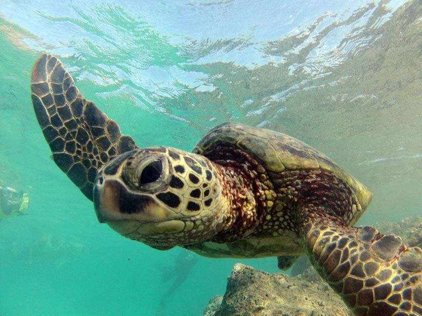 Hanauma Bay Private Dive Tours - All You Need To Know Before You Go (2024)