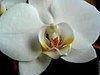 madison-orchidee
