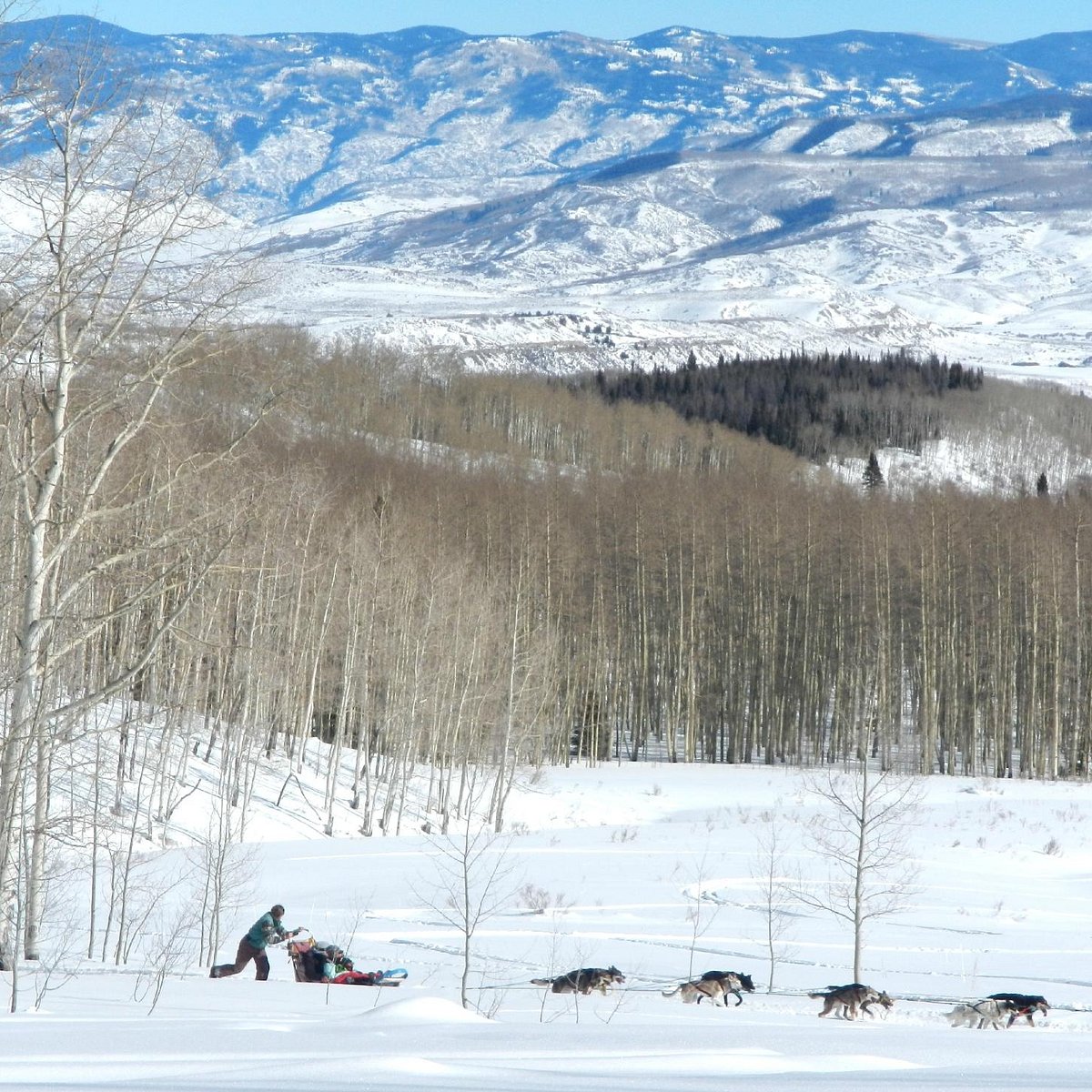 dog sled tours steamboat springs