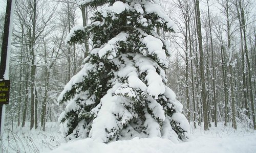 tree full of snow!
