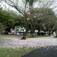 Trees at the park