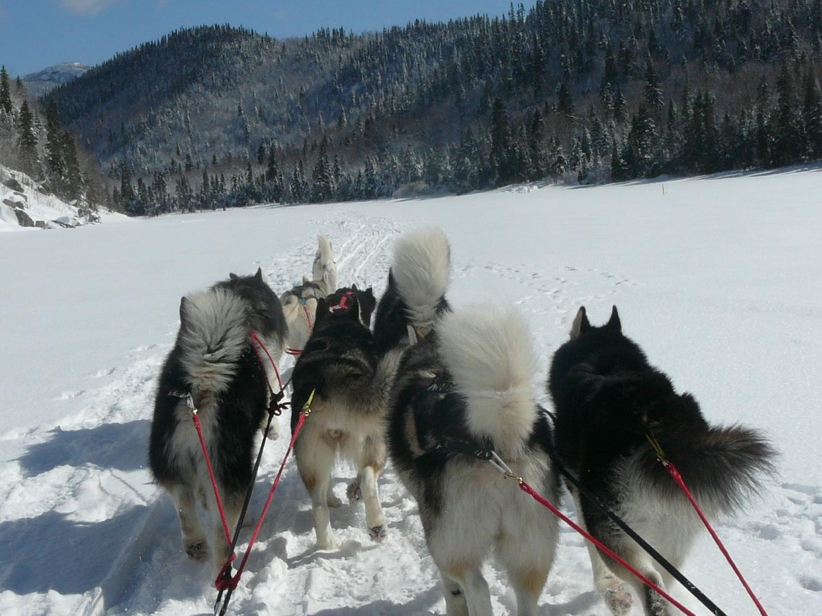 Que Veut Dire Entre Chien Et Loup ENTRE CHIEN ET LOUP (L'Anse-Saint-Jean): Ce qu'il faut savoir