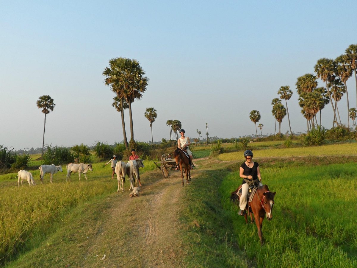 The Happy Ranch Horse Farm, Сием Рип: лучшие советы перед посещением -  Tripadvisor