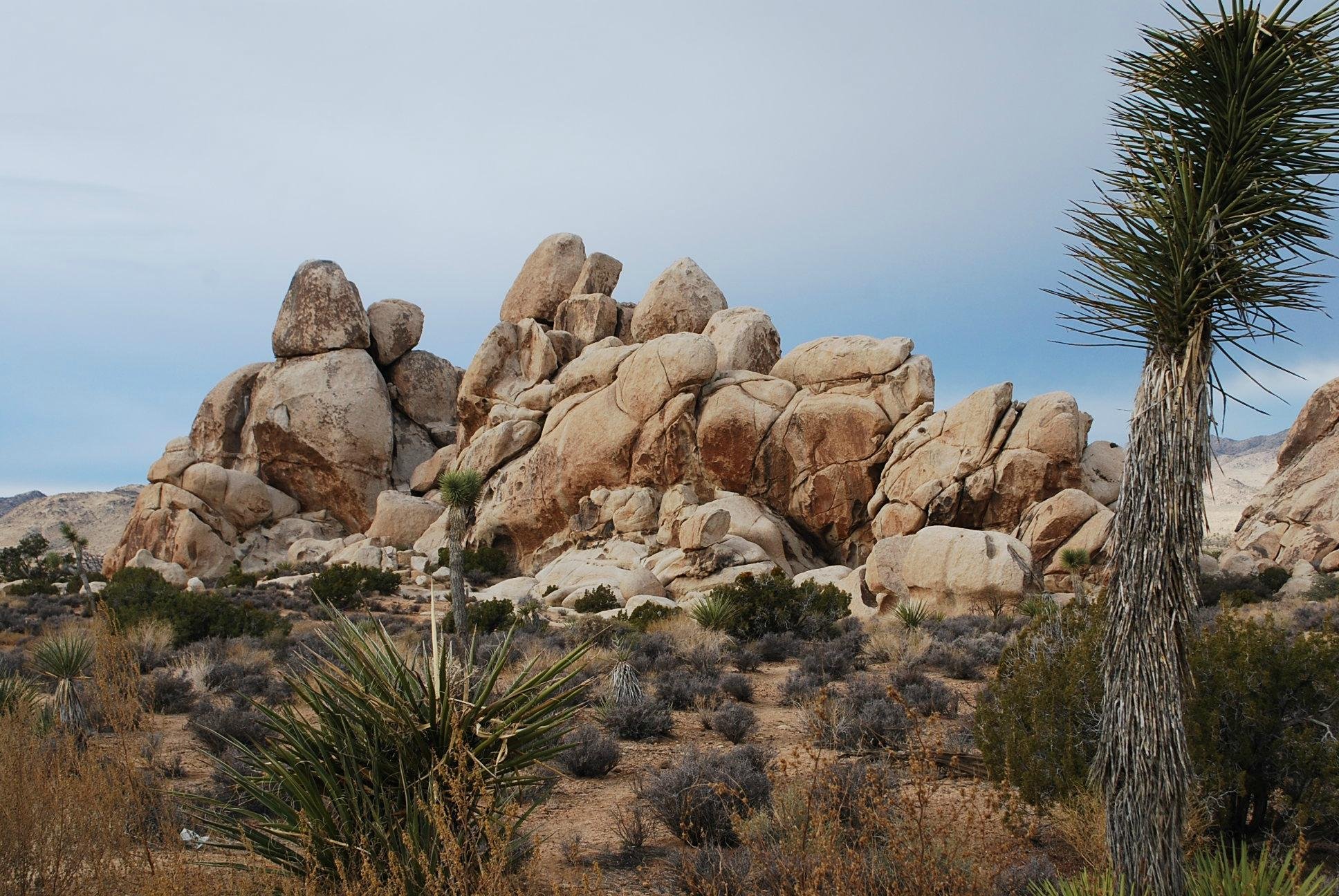 JUMBO ROCKS CAMPGROUND - Reviews (Joshua Tree National Park, CA)