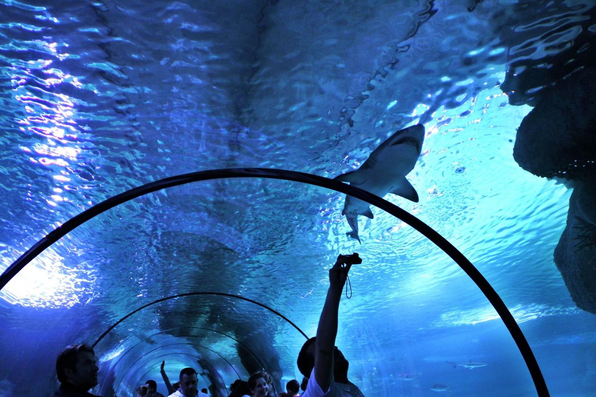 Aqua Vega Aquarium, Анкара: лучшие советы перед посещением - Tripadvisor