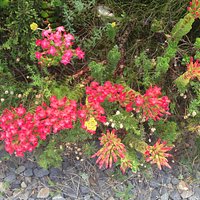 Bright red fynbos flowers