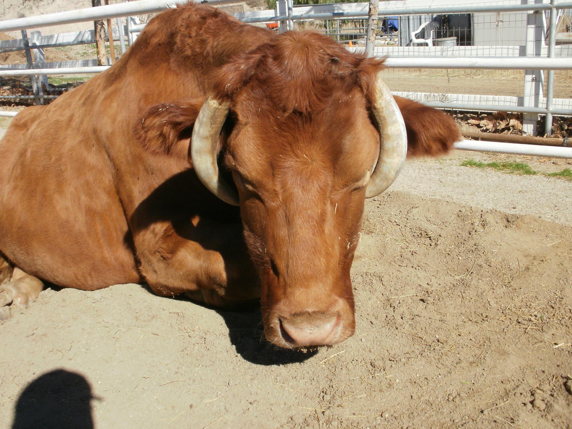 The Gentle Barn (Santa Clarita) - All You Need To Know BEFORE You Go