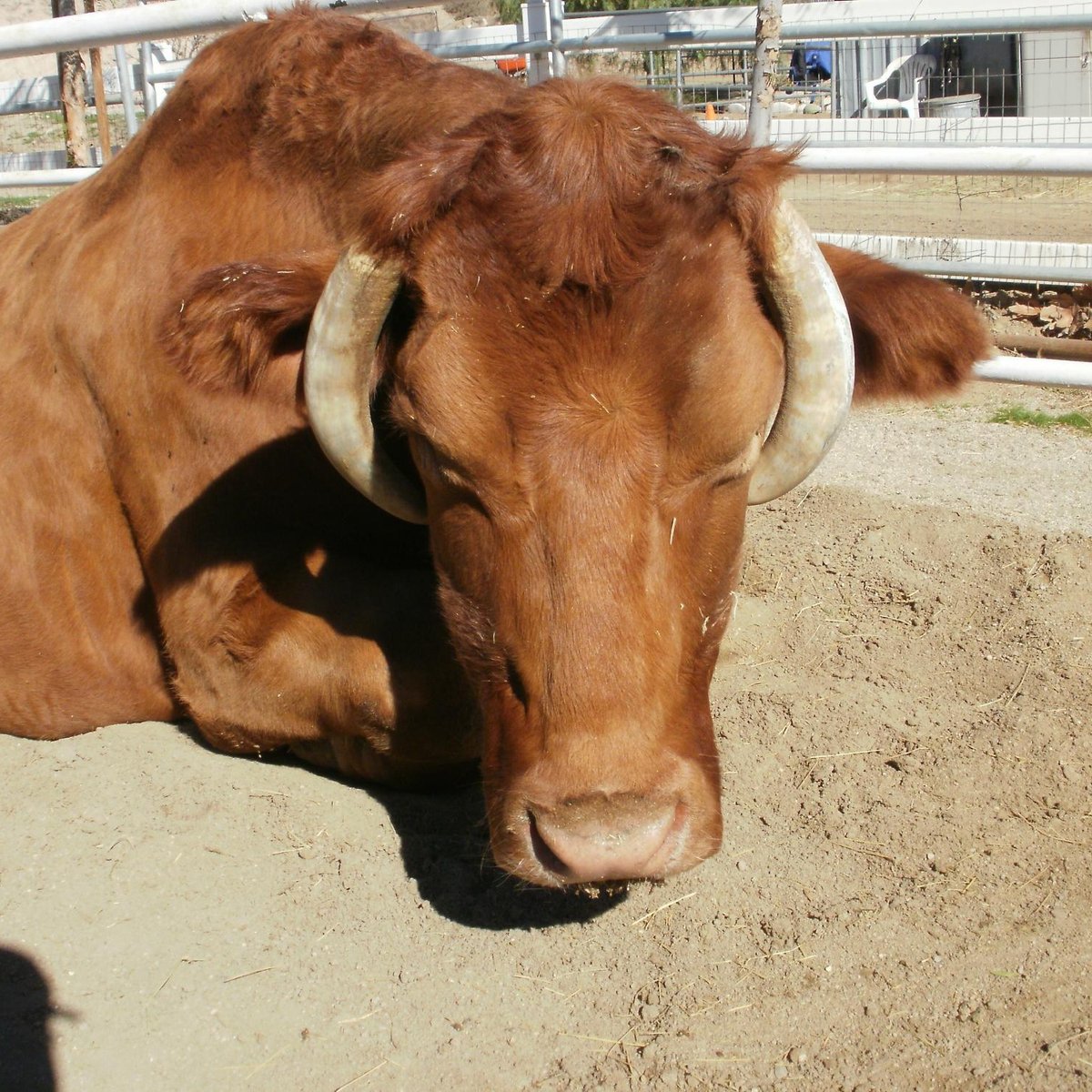 The Gentle Barn (Santa Clarita) ATUALIZADO 2022 O que saber antes de