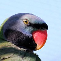 Gorgeous parrot in the free flight aviary