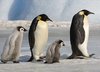 PenguinMigrations