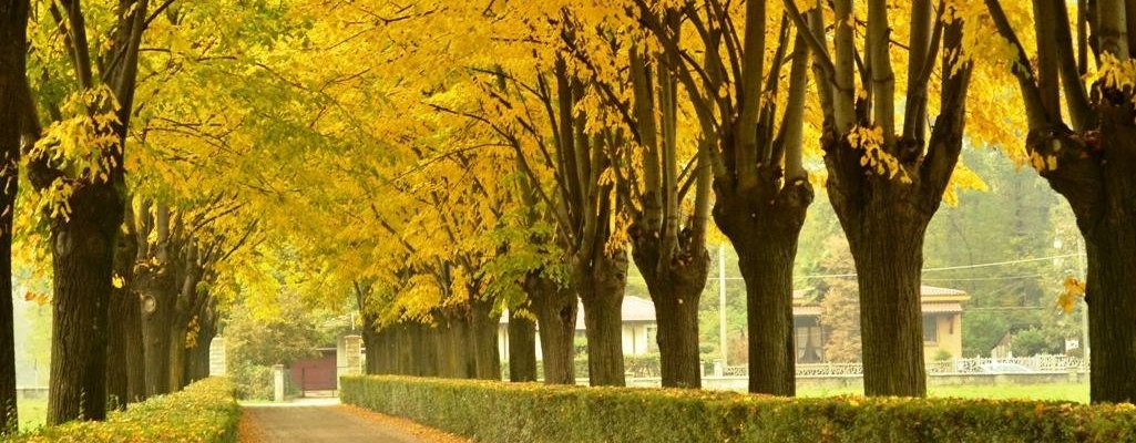 il viale d'ingresso in autunno