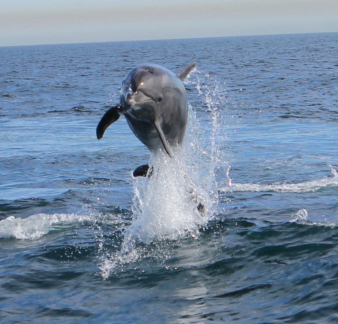 CATALINA COASTAL TOURS & FISHING (Avalon): Tutto quello che c'è da sapere