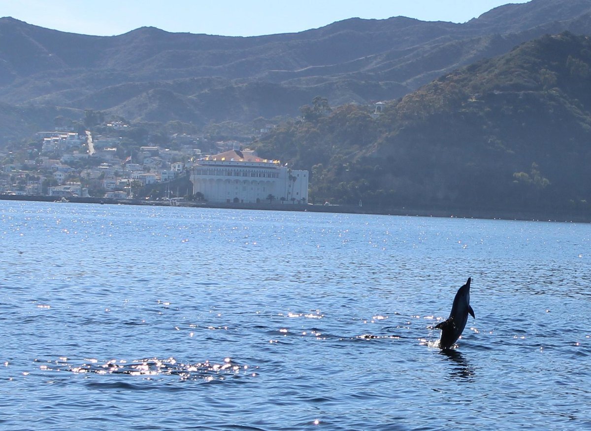 Catalina Coastal Tours & Fishing (Avalon) - All You Need to Know BEFORE