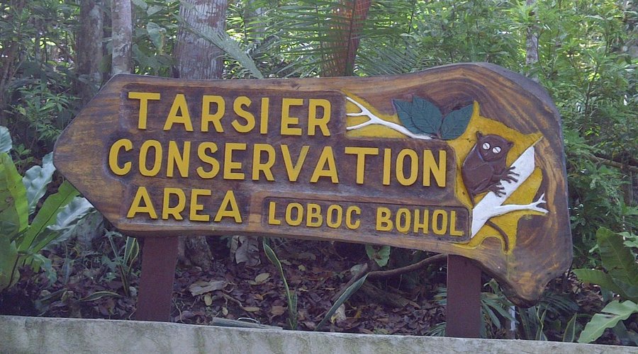                                     Tarsier Conservation Area, Loboc
                
        