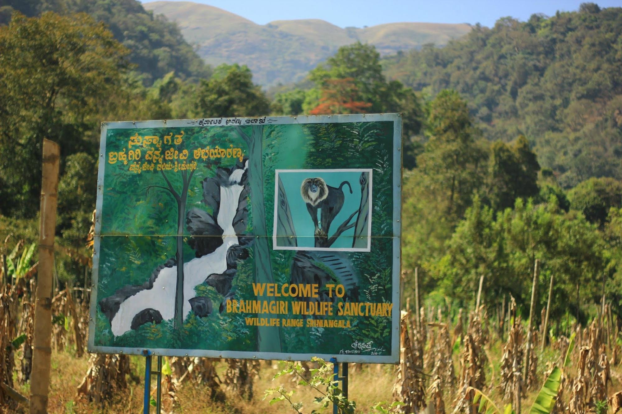 Brahmagiri Wildlife Sanctuary (Karnataka): All You Need To Know