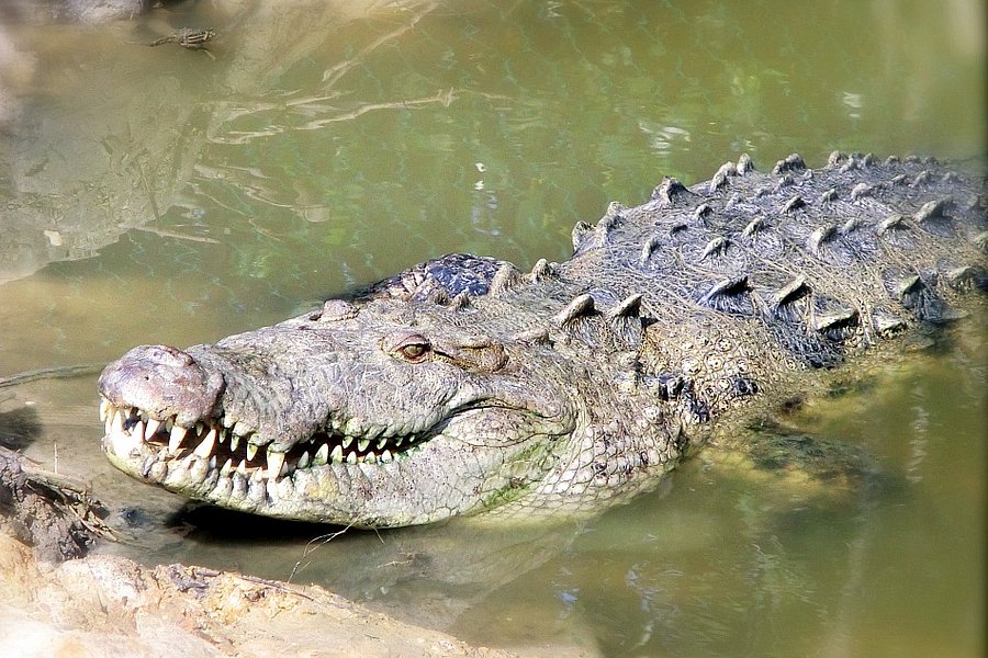 ACES Educational Crocodile Eco-Sanctuary image