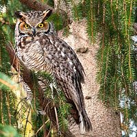 Great Horned Owl