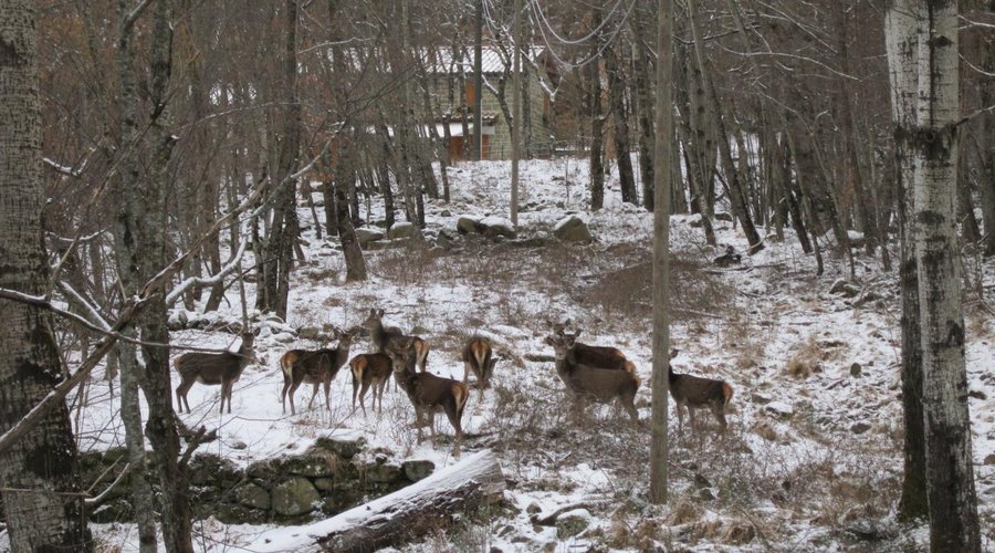 Animali del parco