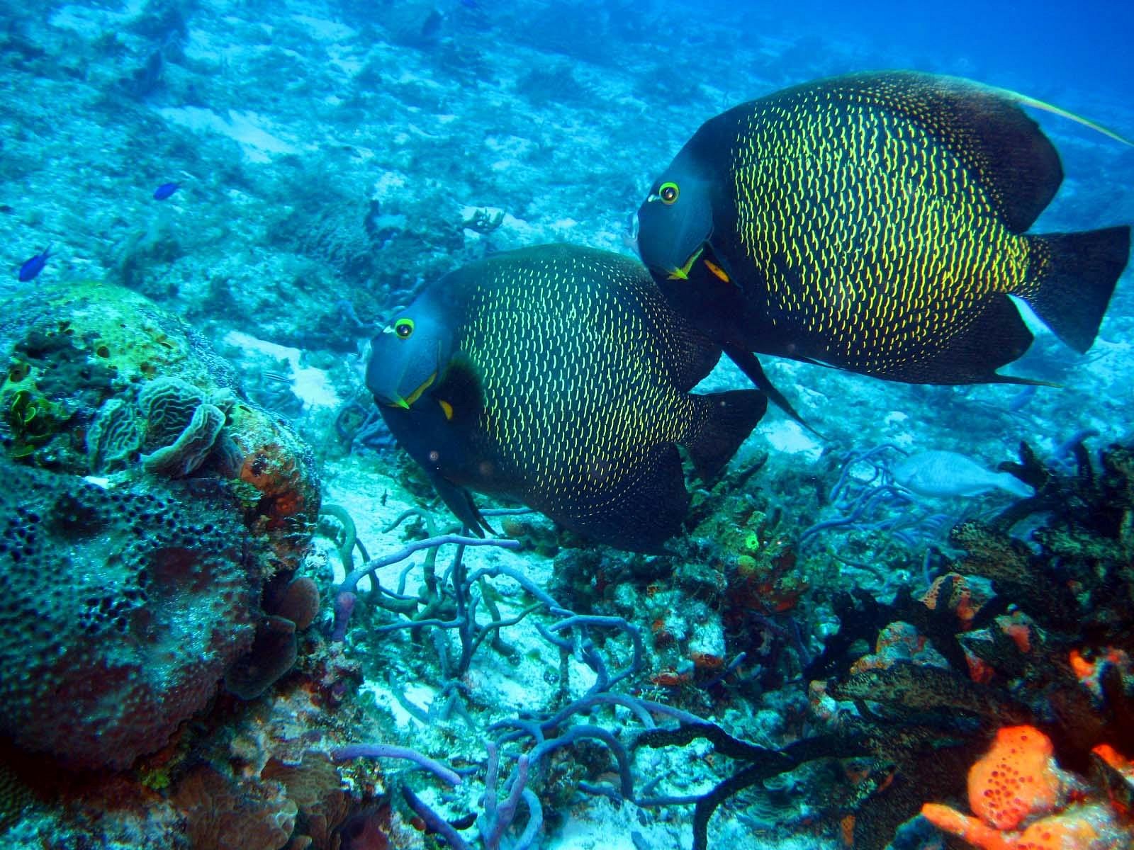 Dive House (Cozumel) All You Need to Know BEFORE You Go