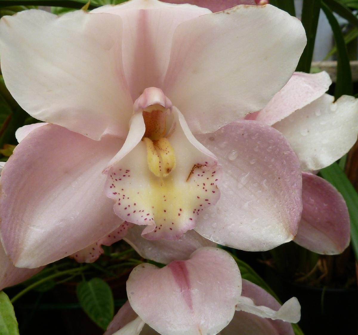 ECUAGENERA - ORQUIDEAS DEL ECUADOR (Cuenca) - Qué SABER antes de ir