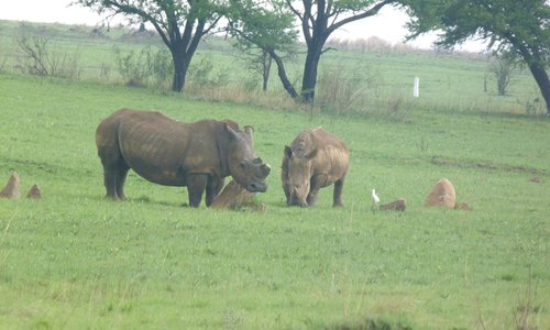                                     rhino
                
                
