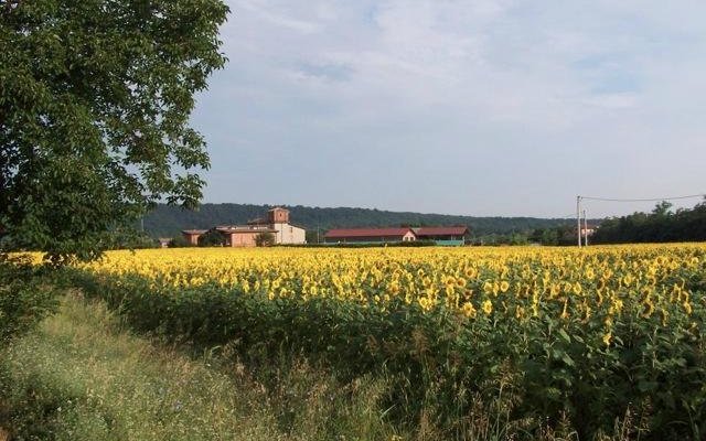 L'Urteia tra i girasoli