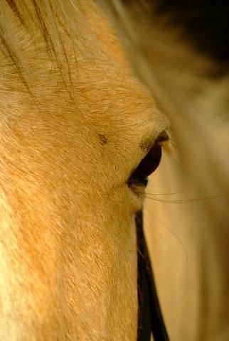 Horse Whispers image