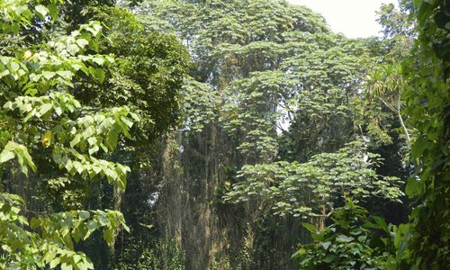Entebbe Botanic Garden