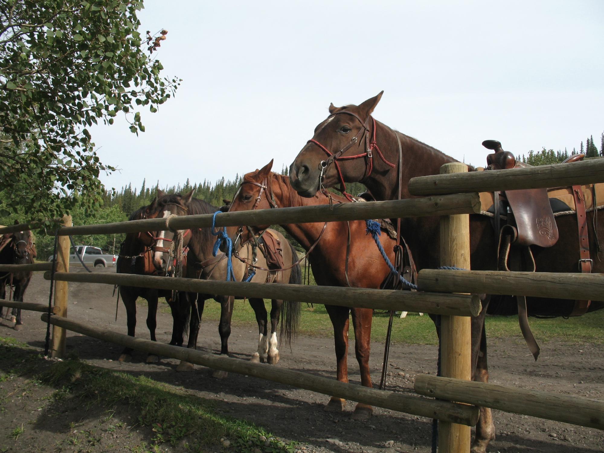 OLD ENTRANCE B 'N B CABINS & TEEPEES (Hinton, Canada) - Tarifs 2024