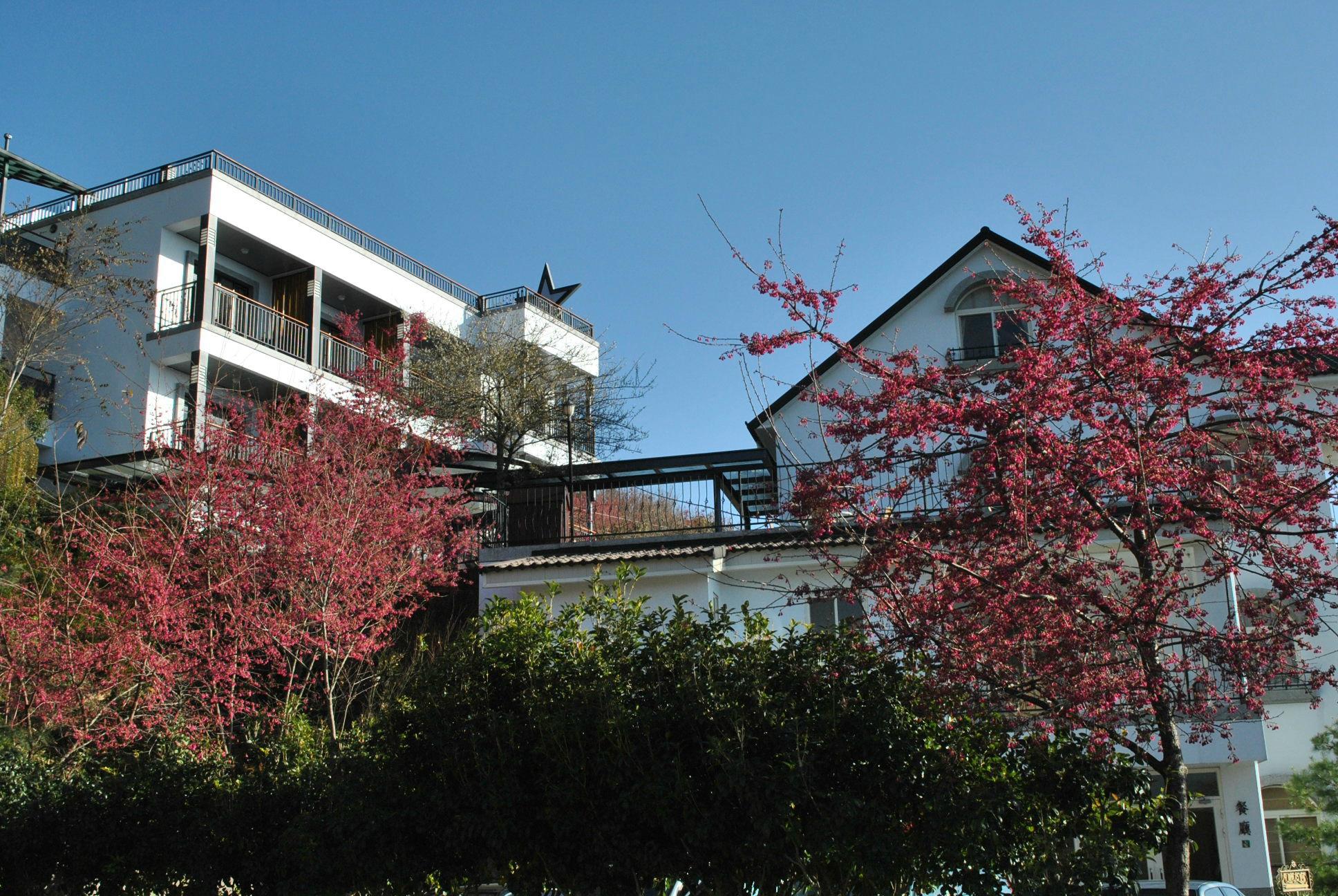 Hotel photo 3 of Star Villa.