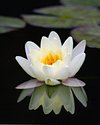 Shakti81
