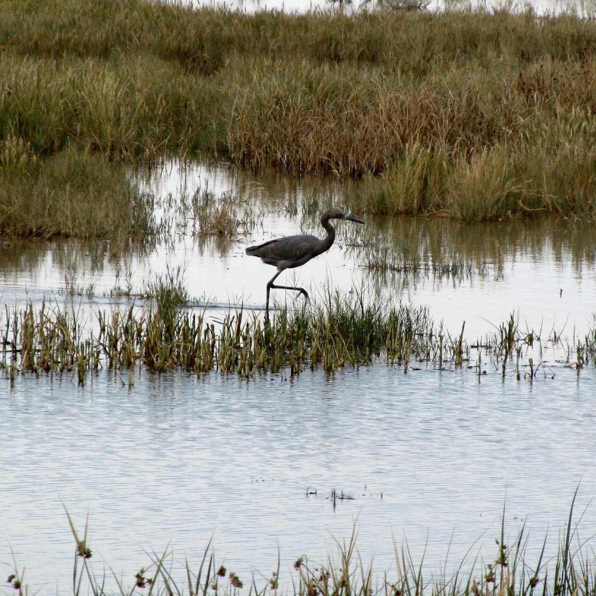 Bitter Lake National Wildlife Refuge (2024) All You Need To Know Before 