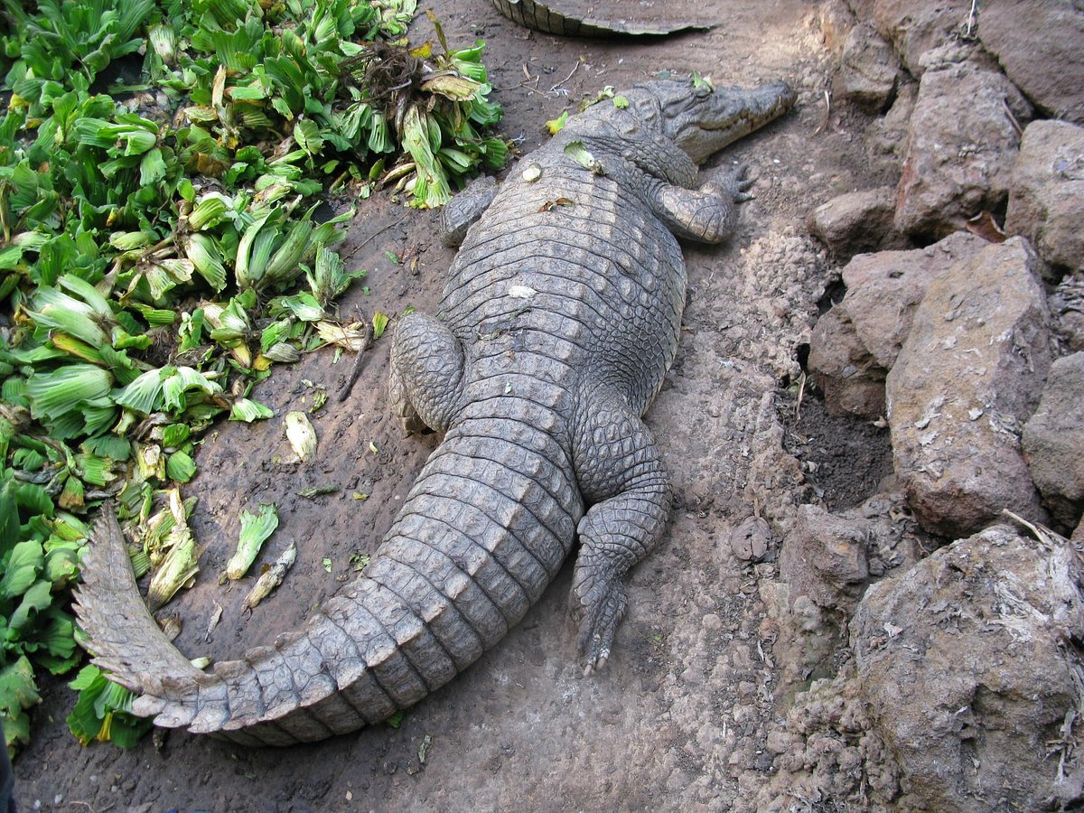 Kan ikke læse eller skrive daytime Udover Katchikally Crocodile Pool (Bakau, Gambia) - anmeldelser - Tripadvisor