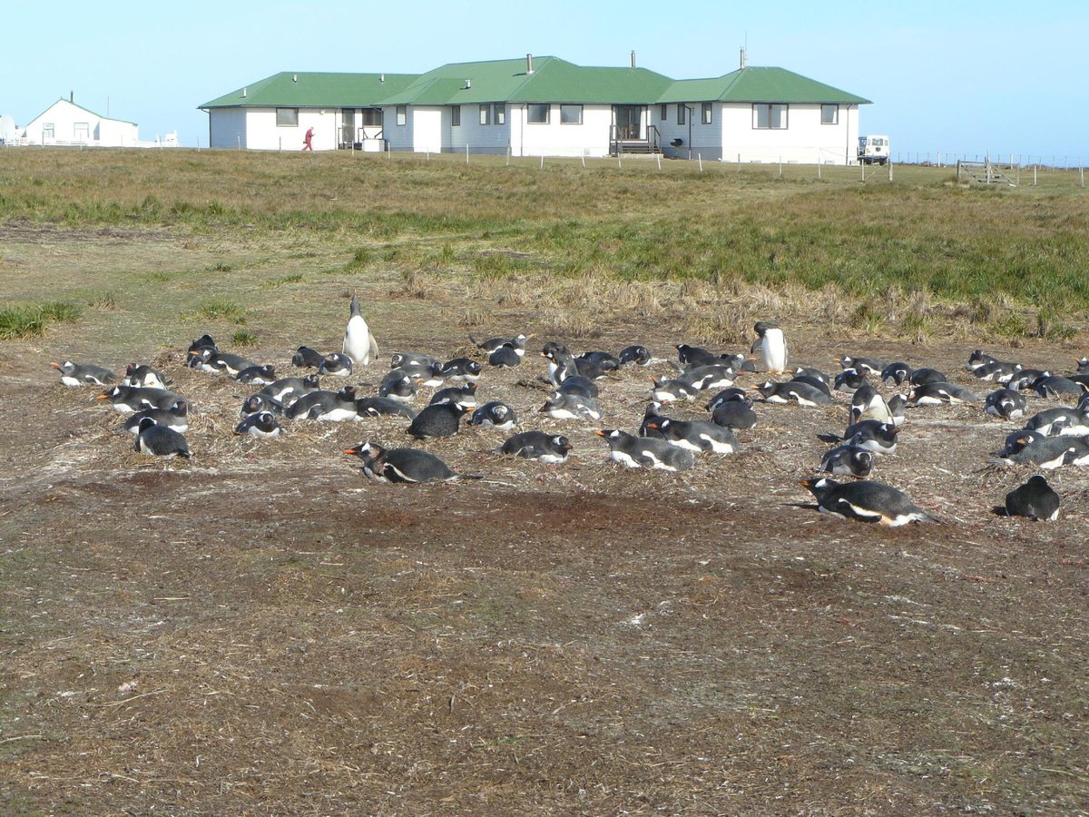 SEA LION LODGE - Hotel Reviews (Sea Lion Island, Falkland Islands)