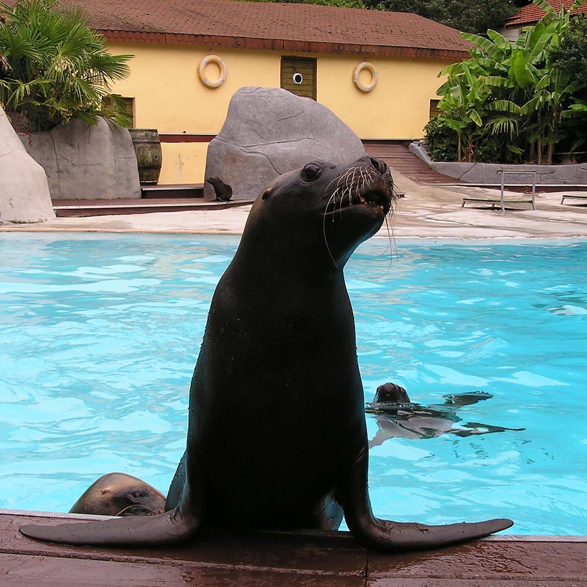 Zoo De Pont Scorff 21 All You Need To Know Before You Go Tours Tickets With Photos Tripadvisor Zoo De Pont Scorff 21 All You Need To Know Before You Go Tours Tickets With Photos Tripadvisor