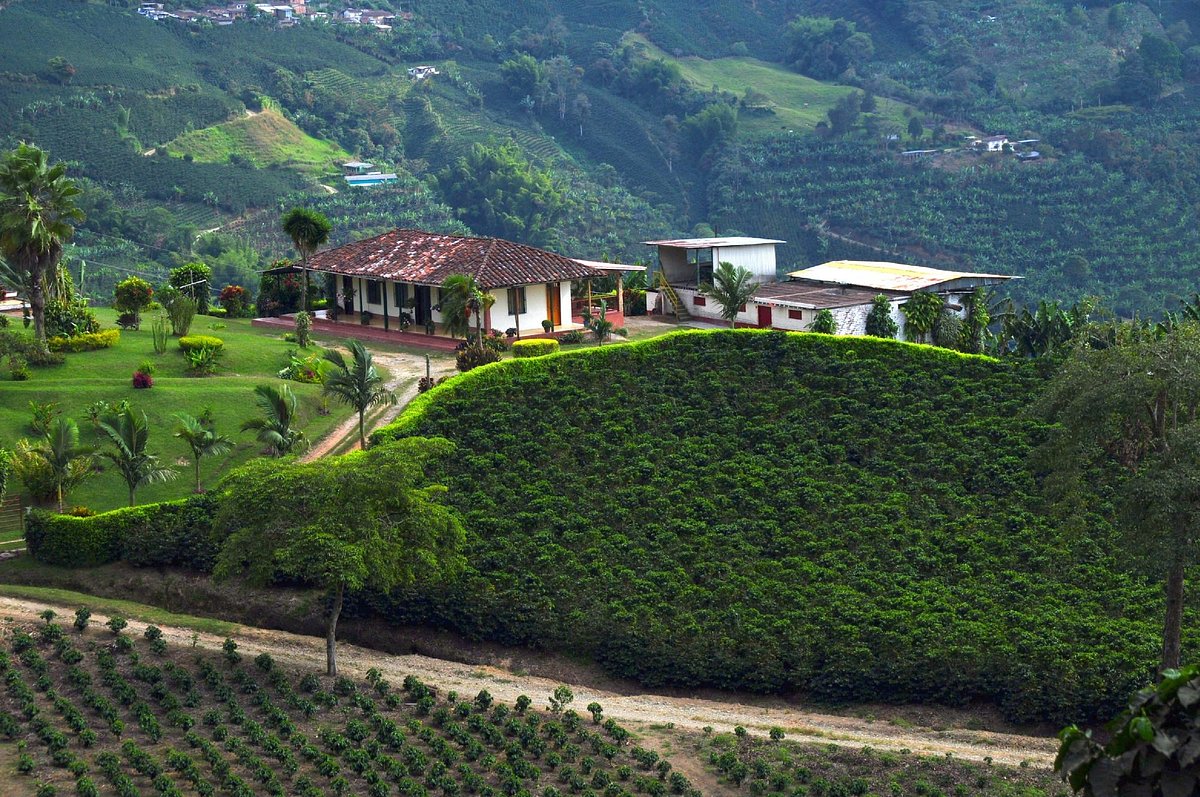 Eje Cafetero (Zona Cafetera) (Valle del Cauca Department) - 2022 What to  Know Before You Go (with Photos) - Tripadvisor