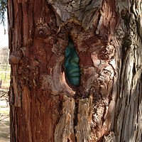 Tree art at Young's Vineyard