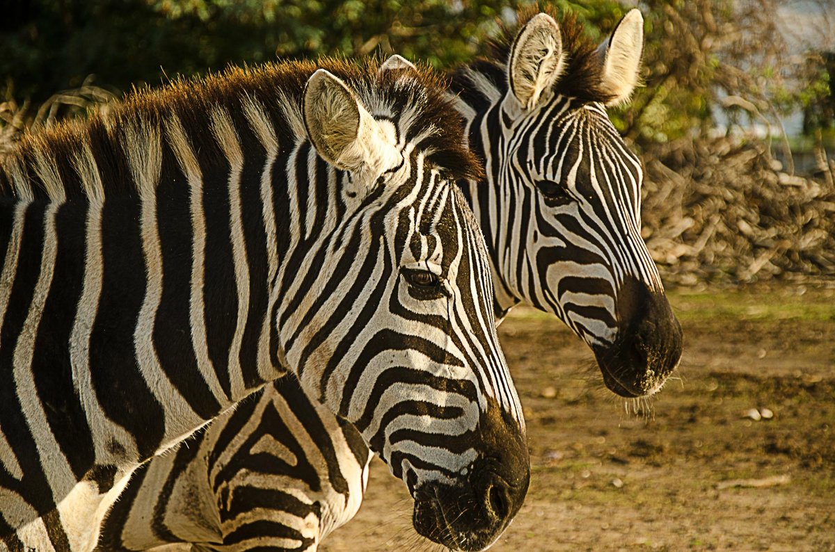 Ramat Gan Safari, Рамат-Ган: лучшие советы перед посещением - Tripadvisor