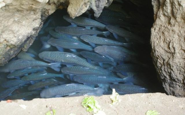                   Fish Cave
                