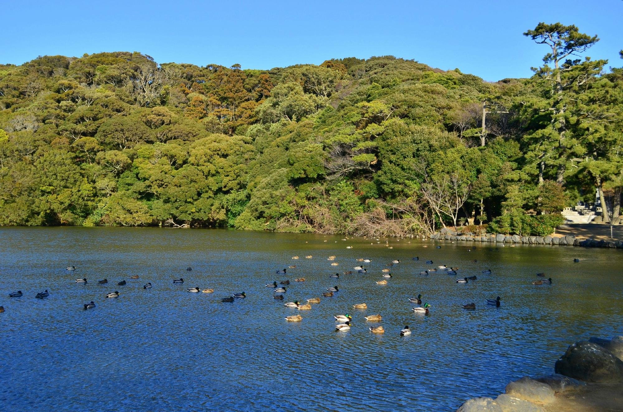 2021年 桜ケ池 - 行く前に！見どころをチェック - トリップアドバイザー